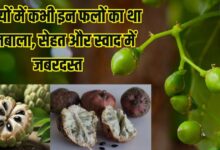 भारत में मिलने वाले ये 10 गर्मियों के फल, जिन्हें आप भुला चुके हैं, फायदे और स्वाद में जबरदस्त, आपके फलों की लिस्ट में हैं शामिल?
