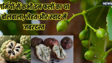 भारत में मिलने वाले ये 10 गर्मियों के फल, जिन्हें आप भुला चुके हैं, फायदे और स्वाद में जबरदस्त, आपके फलों की लिस्ट में हैं शामिल?