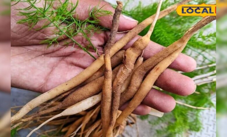 महिलाओं के लिए किसी अमृत से कम नहीं शतावरी, जानें इसके चौंकाने वाले फायदे – News18 हिंदी