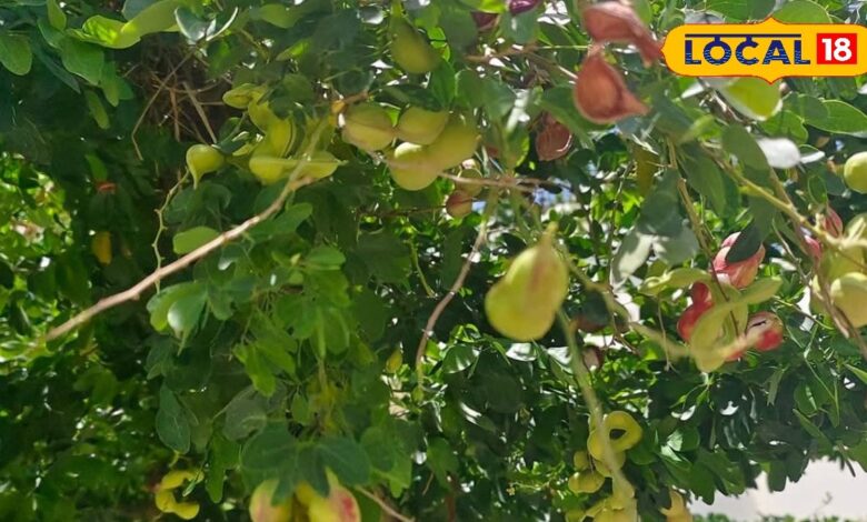 यूं ही नहीं कहते जंगल जलेबी को सूपरफूड, इसका खट्टा-मीठा स्वाद हर किसी को बनाता है अपना दीवाना..जानिए इसके हेल्थ बेनिफिट्स