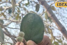 ये पेड़ बरगद का छोटा भाई... इसका फल जादू! गर्मी, दस्त, उल्टी, सिरदर्द का रामबाण इलाज, जानें फार्मूला