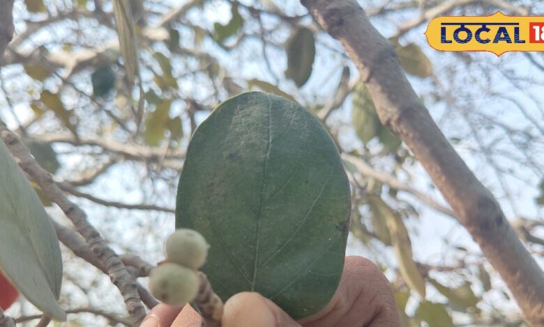 ये पेड़ बरगद का छोटा भाई... इसका फल जादू! गर्मी, दस्त, उल्टी, सिरदर्द का रामबाण इलाज, जानें फार्मूला