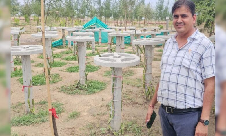 रेतीली जमीन और गर्मियों की तेज़ धूप में आखिर कैसे करें ड्रैगन फ्रूट की खेती? जानें बाड़मेर के किसान का वो सीक्रेट फॉर्मूला
