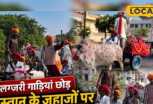 लाखों की गाड़ियों को छोड़ा पीछे… सोजत रोड से सहवाज तक ऊंटों पर निकली शाही बारात, देखकर दंग रह गए लोग!