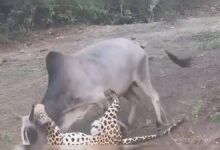 लेपर्ड को शिकार करना पड़ा भारी, सांड के वार से मैदान छोड़ भागा, देखें रोमांचक वीडियो