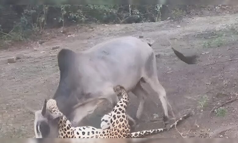 लेपर्ड को शिकार करना पड़ा भारी, सांड के वार से मैदान छोड़ भागा, देखें रोमांचक वीडियो