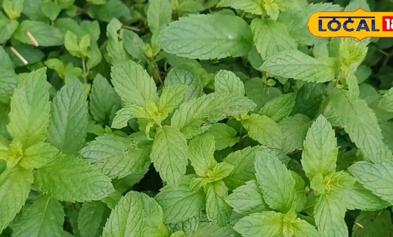 सेहत का खजाना, पेट की जलन और एसिडिटी के लिए रामबाण है पुदीना, एक्सपर्ट से समझें इसके हेल्थ बेनिफिट्स