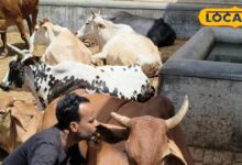 हजारों गायों के बीच क्यों खास है ‘गंगा’, लोग मानते हैं चमत्कारी शक्ति, जानें क्या जुड़ी है मान्यता