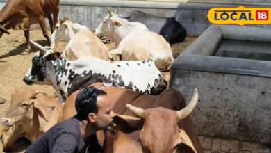 हजारों गायों के बीच क्यों खास है ‘गंगा’, लोग मानते हैं चमत्कारी शक्ति, जानें क्या जुड़ी है मान्यता