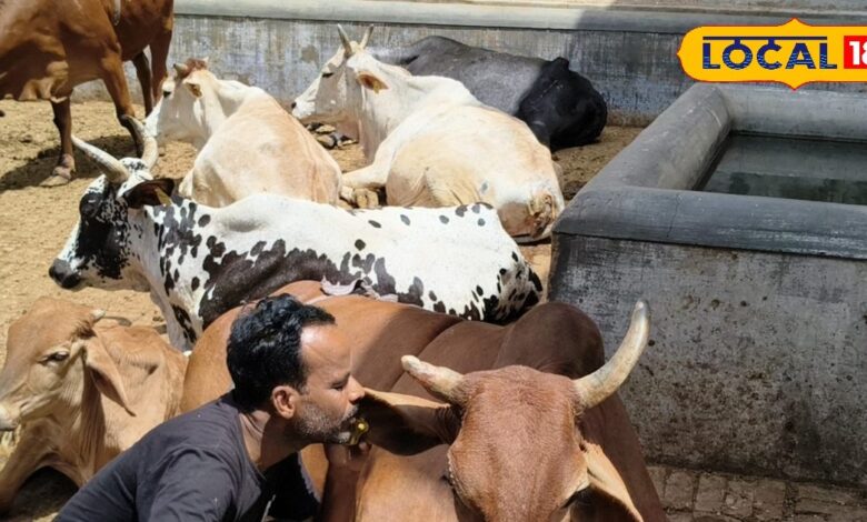 हजारों गायों के बीच क्यों खास है ‘गंगा’, लोग मानते हैं चमत्कारी शक्ति, जानें क्या जुड़ी है मान्यता