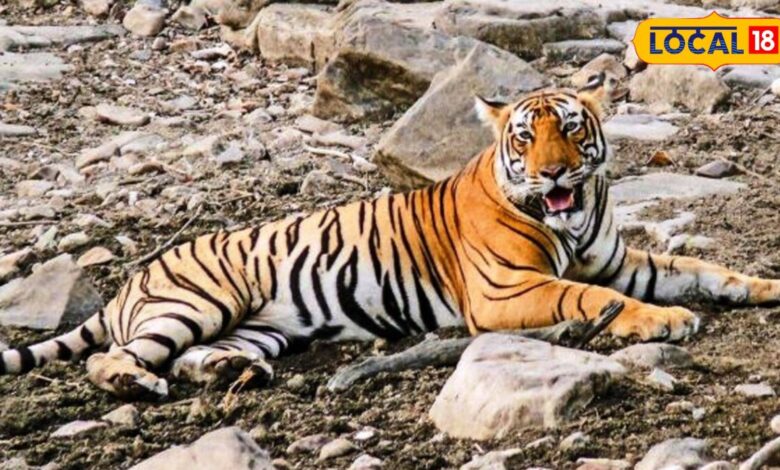ask search icon