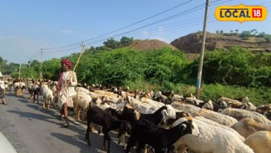 बकरी पालन में भूलकर भी न करें ये गलती! वरना घट सकता है मुनाफा