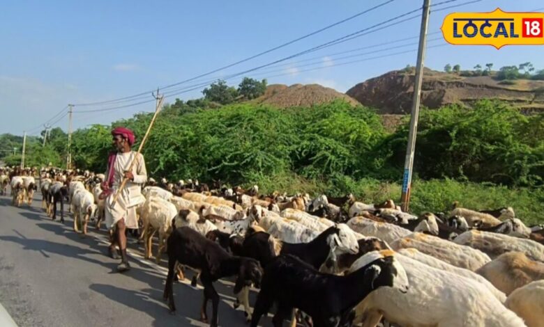बकरी पालन में भूलकर भी न करें ये गलती! वरना घट सकता है मुनाफा