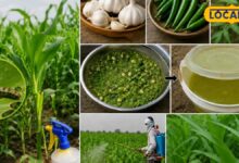 Agriculture Tips I bharatpur news I Rajasthan news I किसानों के लिए लहसुन-मिर्च-नीम का देसी फॉर्मूला