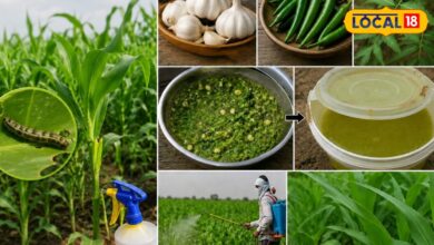 Agriculture Tips I bharatpur news I Rajasthan news I किसानों के लिए लहसुन-मिर्च-नीम का देसी फॉर्मूला