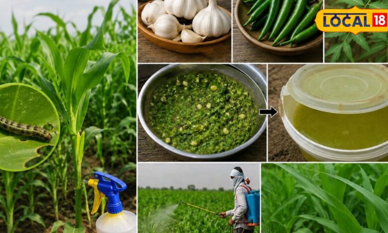 Agriculture Tips I bharatpur news I Rajasthan news I किसानों के लिए लहसुन-मिर्च-नीम का देसी फॉर्मूला