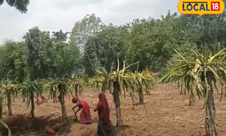 Agriculture Tips I एक खेत में 5 फसलें करनी की किसानों की नई तकनीक I jaipur news I rajasthan news