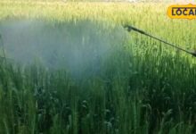 Agriculture: यूरिया-डीएपी की किल्लत से बचना है? किसान अपनाएं ये सस्ते विकल्प, बढ़ेगा उत्पादन