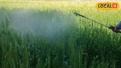 Agriculture: यूरिया-डीएपी की किल्लत से बचना है? किसान अपनाएं ये सस्ते विकल्प, बढ़ेगा उत्पादन