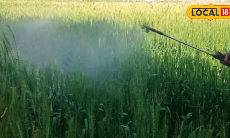 Agriculture: यूरिया-डीएपी की किल्लत से बचना है? किसान अपनाएं ये सस्ते विकल्प, बढ़ेगा उत्पादन
