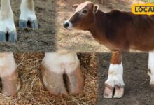 Animal Husbandry: बारिश में पशुपालकों के लिए काम की खबर! पशुओं के पैरों की इस छोटी लापरवाही से घट सकता है दूध, जानिए देसी बचाव
