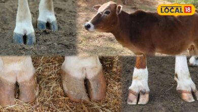 Animal Husbandry: बारिश में पशुपालकों के लिए काम की खबर! पशुओं के पैरों की इस छोटी लापरवाही से घट सकता है दूध, जानिए देसी बचाव
