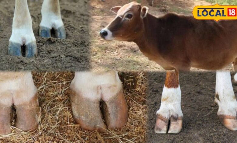 Animal Husbandry: बारिश में पशुपालकों के लिए काम की खबर! पशुओं के पैरों की इस छोटी लापरवाही से घट सकता है दूध, जानिए देसी बचाव