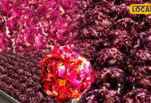 Bharatpur Rose Laddu Recipe | How to Make Rose Laddu| गुलाब की पंखुड़ियों वाला लड्डू कैसे बनाएं | गुलाब लड्डू रेसिपी |