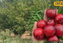 Gardening Tips: सिरोही में सफल हुई आलूबुखारा की ऑर्गेनिक खेती, घर के बगीचे में भी संभव इसकी खेती