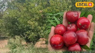Gardening Tips: सिरोही में सफल हुई आलूबुखारा की ऑर्गेनिक खेती, घर के बगीचे में भी संभव इसकी खेती