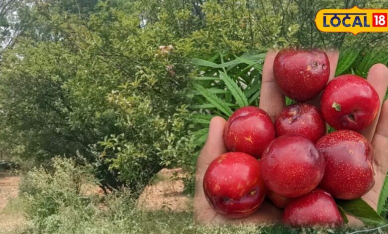 Gardening Tips: सिरोही में सफल हुई आलूबुखारा की ऑर्गेनिक खेती, घर के बगीचे में भी संभव इसकी खेती