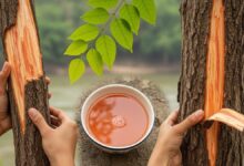 Health Tips: गर्मियों में लू से बचाएगा ये देसी ड्रिंक, कई गंभीर बीमारियों के लिए काल, जानिए आयुर्वेदिक गुण