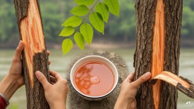 Health Tips: गर्मियों में लू से बचाएगा ये देसी ड्रिंक, कई गंभीर बीमारियों के लिए काल, जानिए आयुर्वेदिक गुण