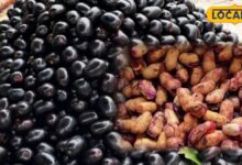 Jamun Seeds Benefits | जामुन की गुठली खाने के फायदे | जामुन की गुठली का पाउडर कब खाना चाहिए