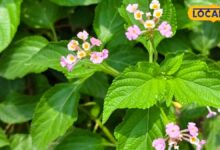Lantana Camara: रंग-बिरंगे फूलों वाला लैंटाना सिर्फ सजावटी पौधा नहीं, आयुर्वेद में हैं इसके कई औषधीय गुण