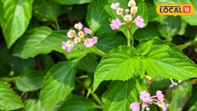 Lantana Camara: रंग-बिरंगे फूलों वाला लैंटाना सिर्फ सजावटी पौधा नहीं, आयुर्वेद में हैं इसके कई औषधीय गुण