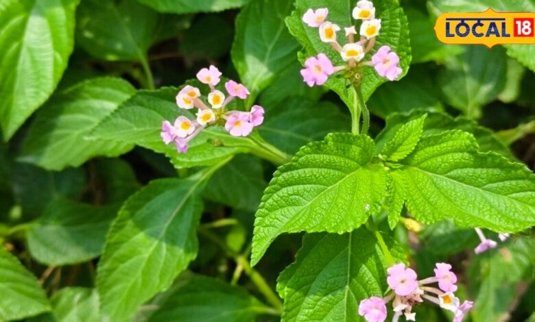 Lantana Camara: रंग-बिरंगे फूलों वाला लैंटाना सिर्फ सजावटी पौधा नहीं, आयुर्वेद में हैं इसके कई औषधीय गुण