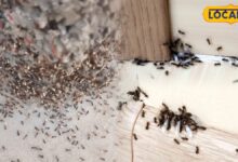 Monsoon Tips | हल्दी से घर की चीटियां कैसे भगाएं | How to Get Rid of Ants