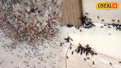 Monsoon Tips | हल्दी से घर की चीटियां कैसे भगाएं | How to Get Rid of Ants