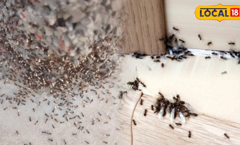 Monsoon Tips | हल्दी से घर की चीटियां कैसे भगाएं | How to Get Rid of Ants