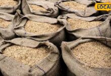 Tips To Storage Jeera I जानिए मानसून में जीरा भंडारण के आसान उपाय I jalore news I rajasthan news