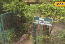 Udaipur News: सर्दी-बुखार से लेकर लिवर-किडनी तक, आरोग्य मंदिरों के हर्बल गार्डन में 25 पौधों में प्राकृतिक इलाज