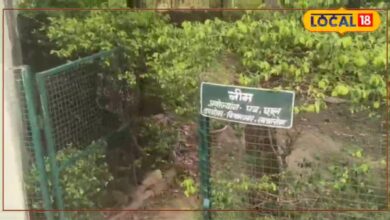 Udaipur News: सर्दी-बुखार से लेकर लिवर-किडनी तक, आरोग्य मंदिरों के हर्बल गार्डन में 25 पौधों में प्राकृतिक इलाज