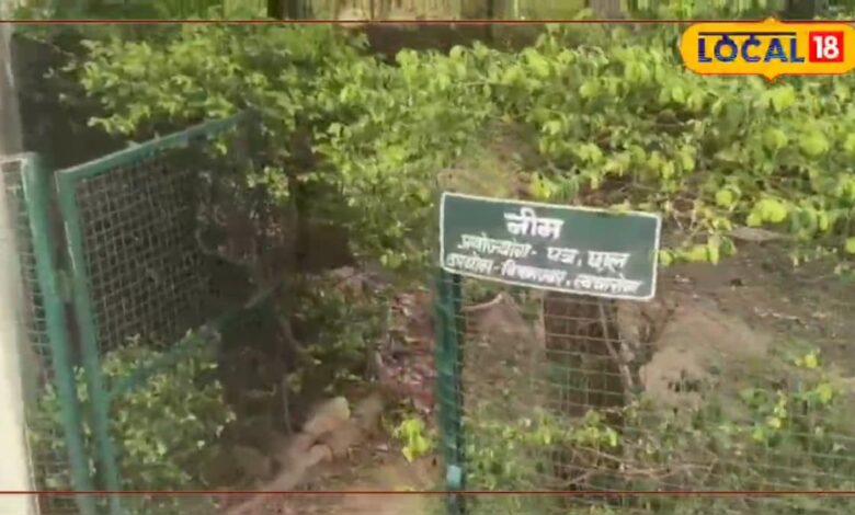 Udaipur News: सर्दी-बुखार से लेकर लिवर-किडनी तक, आरोग्य मंदिरों के हर्बल गार्डन में 25 पौधों में प्राकृतिक इलाज