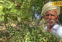agriculture news I pali news I rajasthan news I पत्थरचट्टा की खेती