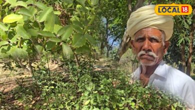 agriculture news I pali news I rajasthan news I पत्थरचट्टा की खेती