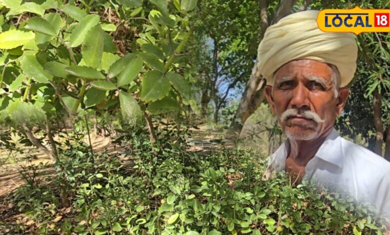 agriculture news I pali news I rajasthan news I पत्थरचट्टा की खेती
