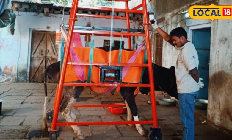karauli news I rajasthan news I करौली का श्री राम गौ सेवा संस्थान