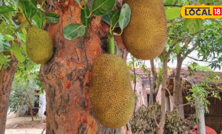 कच्चा या पका कटहल? जानिए दोनों में कौन ज्यादा फायदेमंद और किसे खाना चाहिए