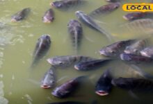 कम लागत, ज्यादा मुनाफा! इस तकनीक से करें मछली पालन, हर साल होगी लाखों की कमाई – News18 हिंदी